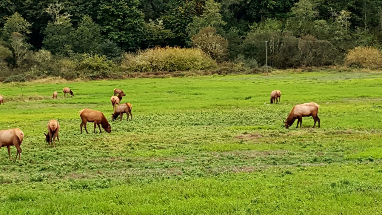 Winchester Bay Inn Reedsport Ruang foto