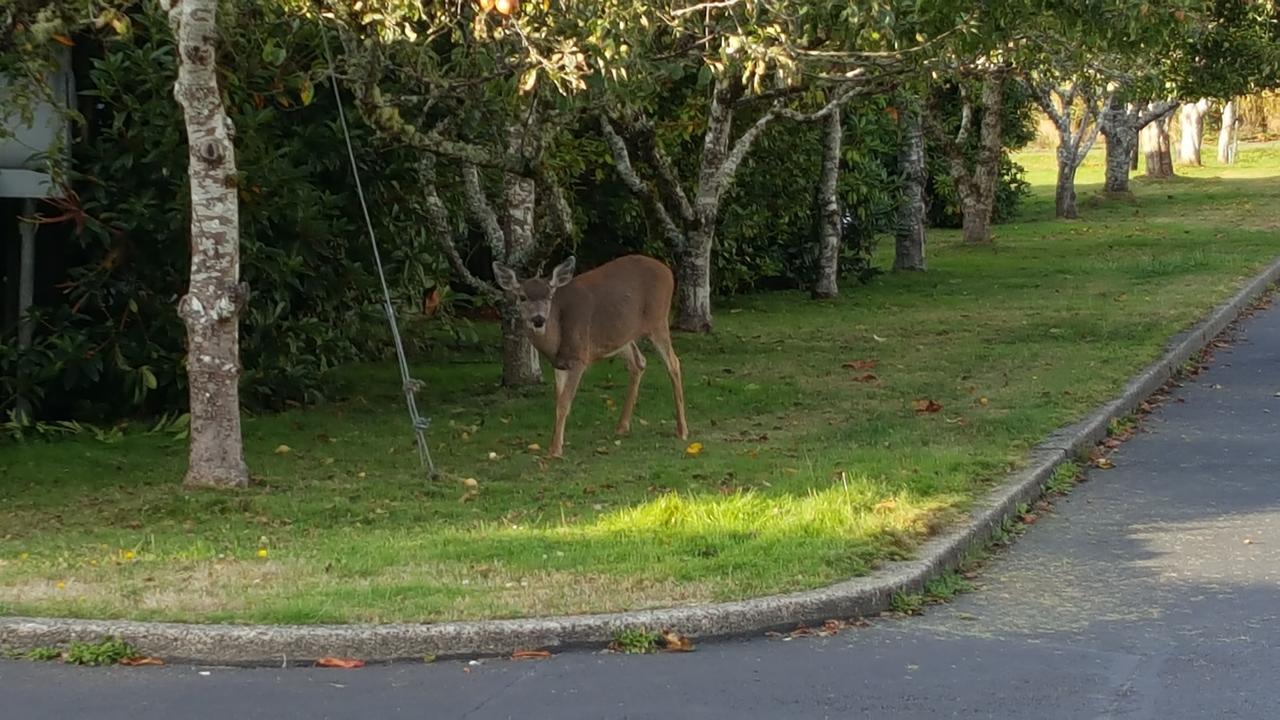 Winchester Bay Inn Reedsport Ruang foto
